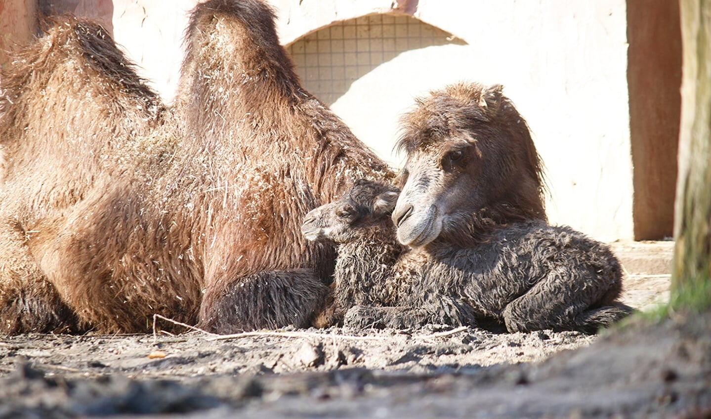 Kamelen familiefoto