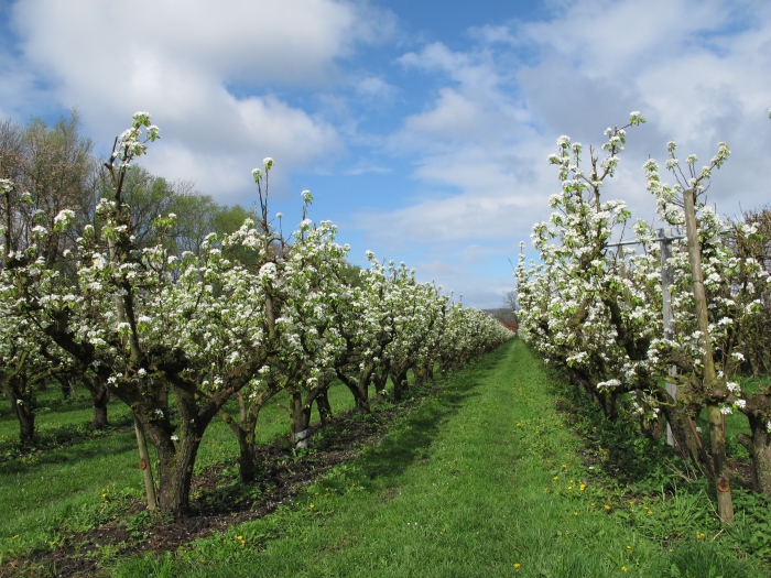 Bloeiende perenbomen