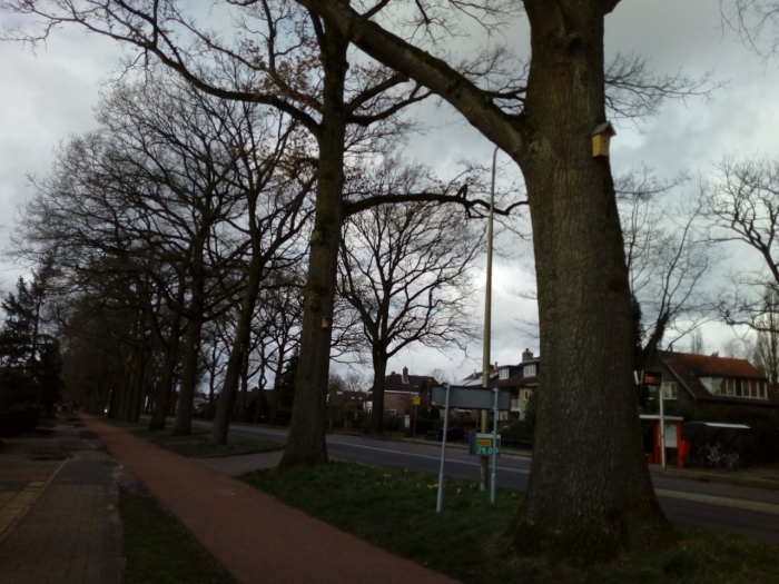 Vogelhuisjes hangen in de Eikenbomen aan de Kon. Wilhelminaweg