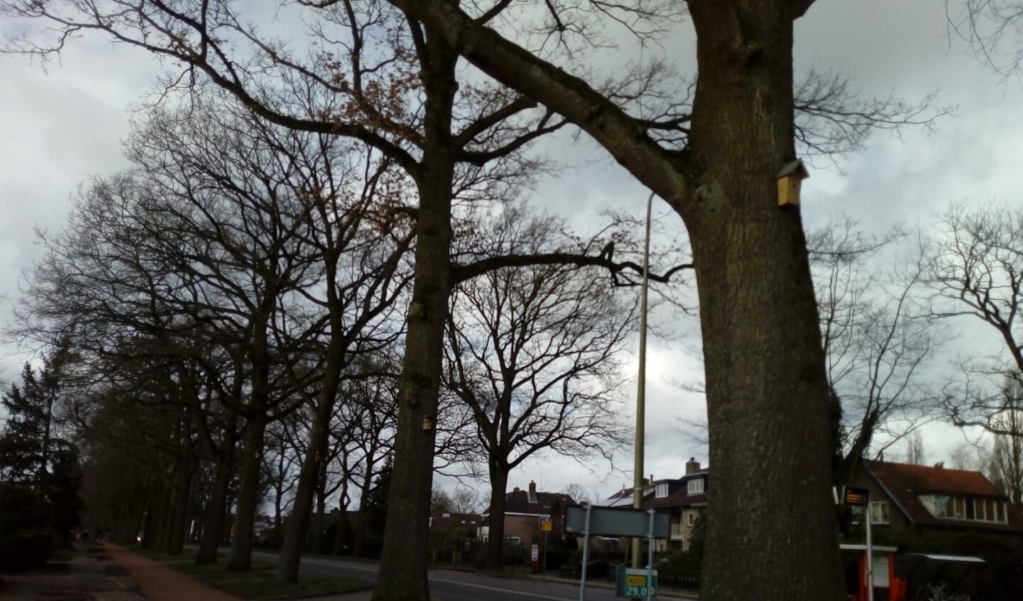 Vogelhuisjes hangen in de Eikenbomen aan de Kon. Wilhelminaweg