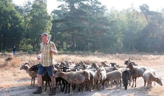Met het hoeden van de schapen is de eerste aanzet gegeven voor versterking van de Krachtighuizerheide.