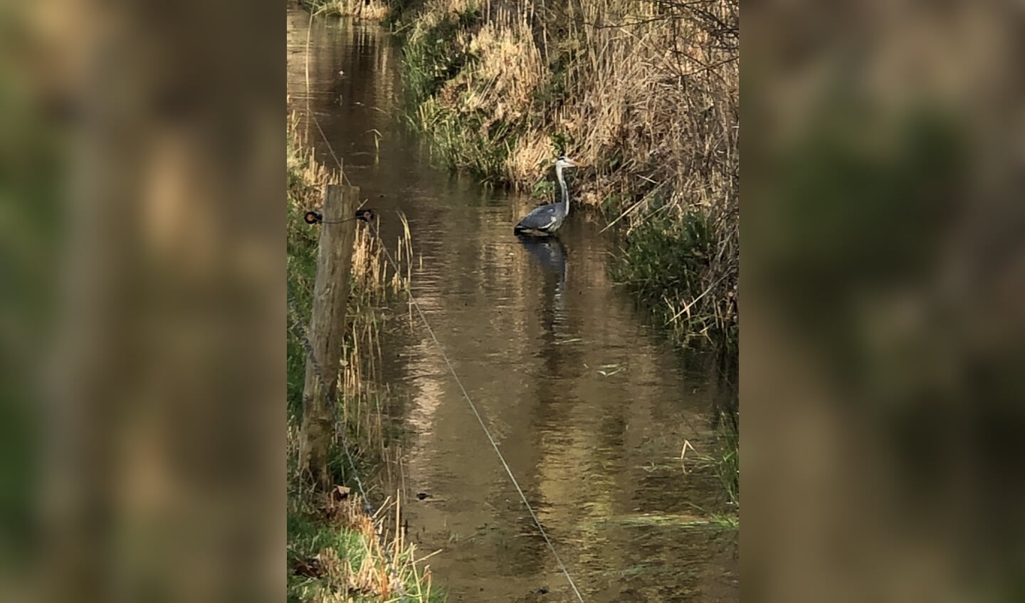 Reiger in de sloot 