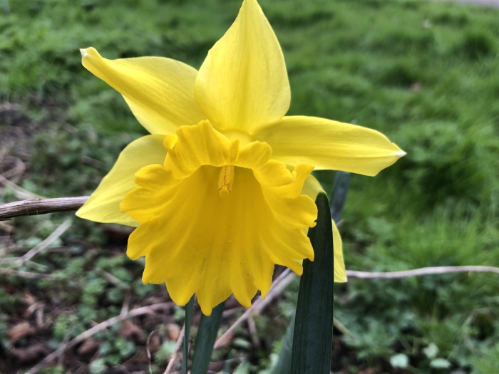 Narcis in volle glorie
