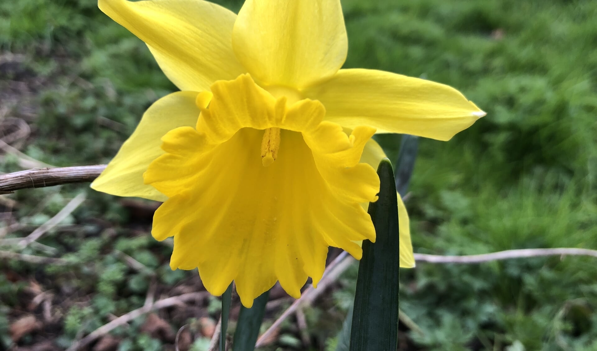 Narcis in volle glorie