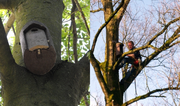 <p>Amstelveen heeft eerder nestkasten opgehangen om natuurlijke vijanden van de eikenprocessierups te lokken.</p>