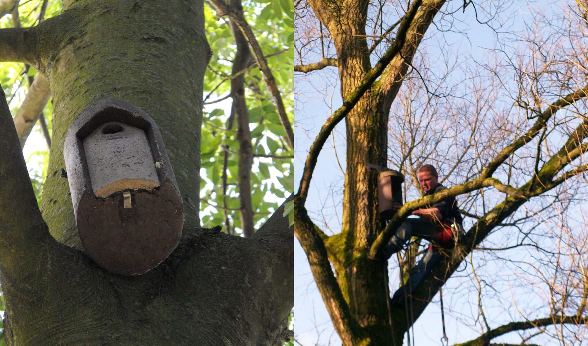 Amstelveen heeft eerder nestkasten opgehangen om natuurlijke vijanden van de eikenprocessierups te lokken.