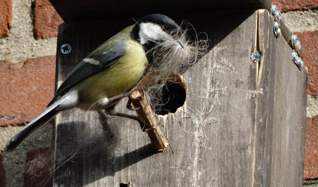 Een koolmees met nestmateriaal.