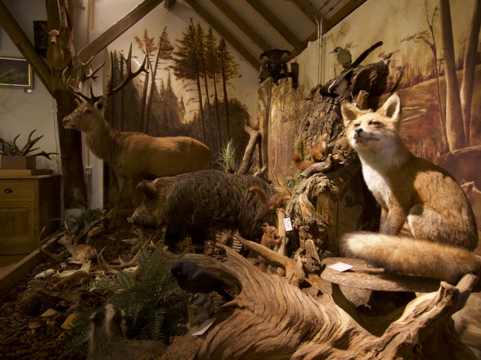 diorama in Natuurcentrum Veluwe