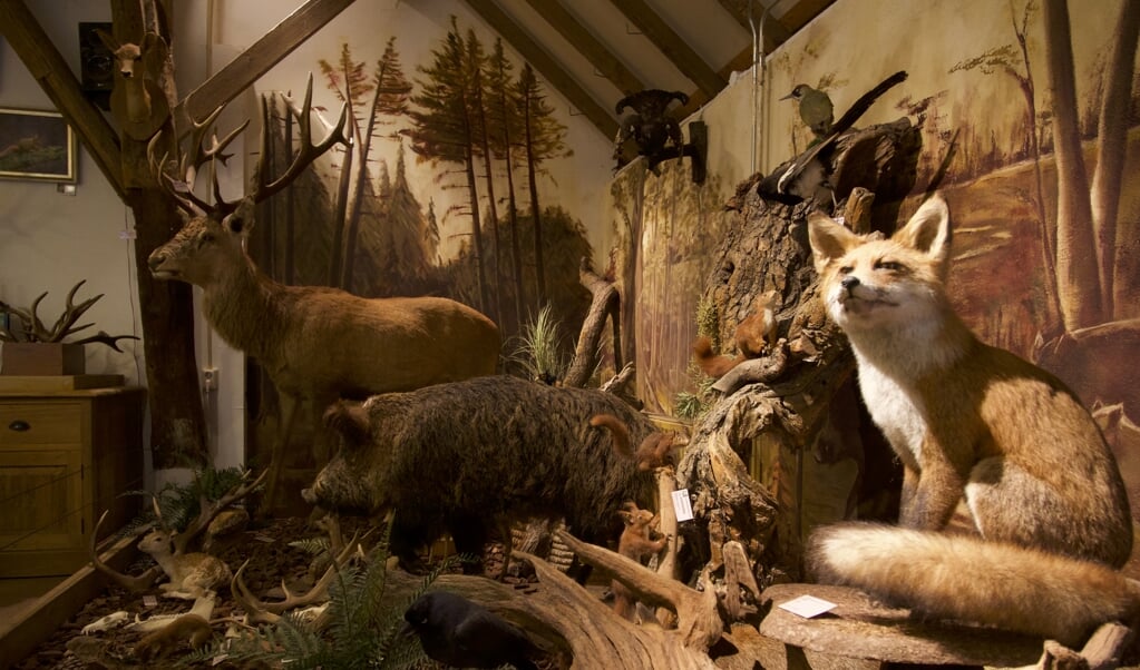 diorama in Natuurcentrum Veluwe