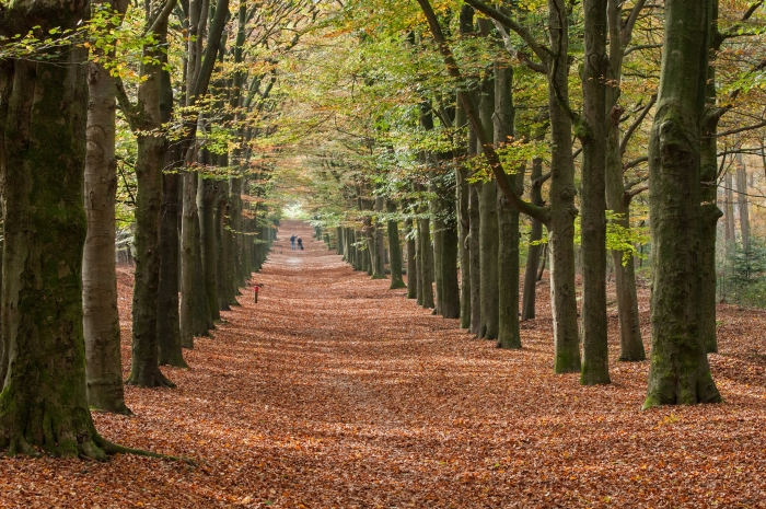 Beukenlaan in het Amerongse Bos