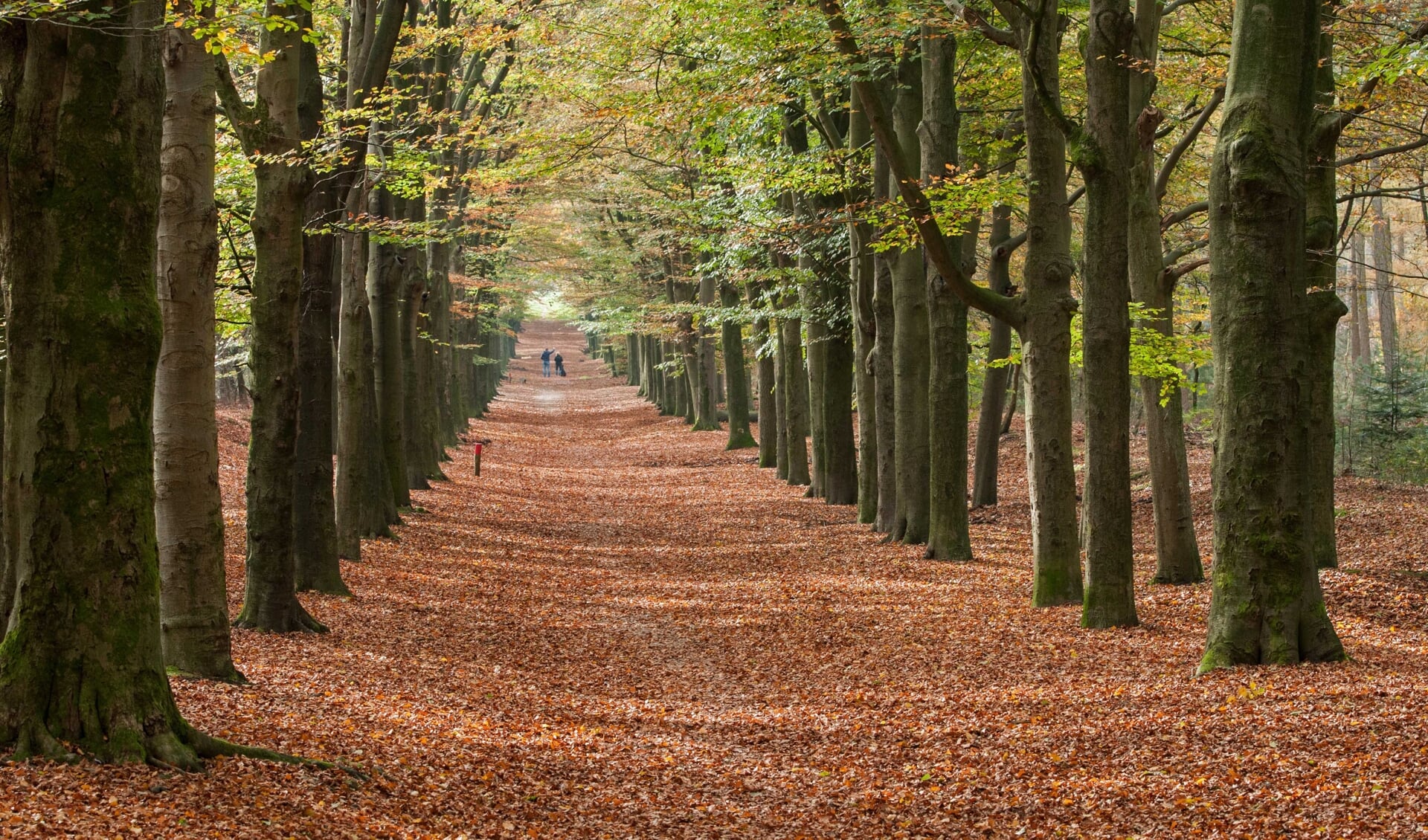 Beukenlaan in het Amerongse Bos