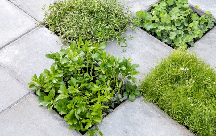 tegel eruit, plant erin