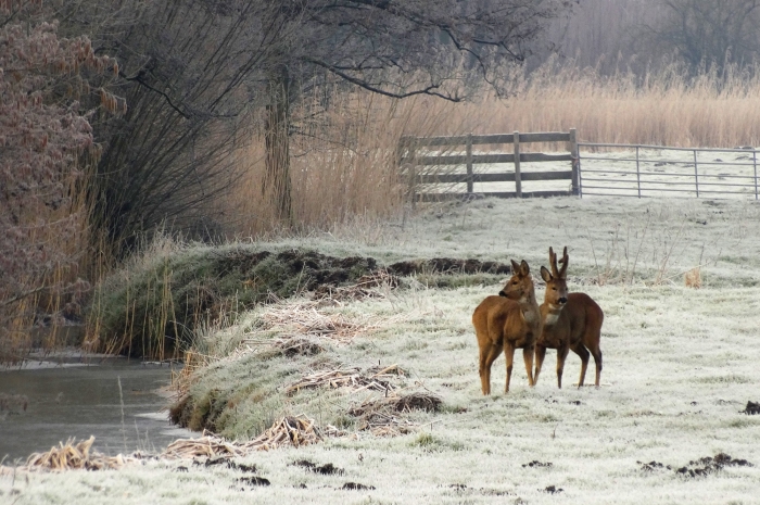 Winter in Gorinchem, reeen op de Avelingen