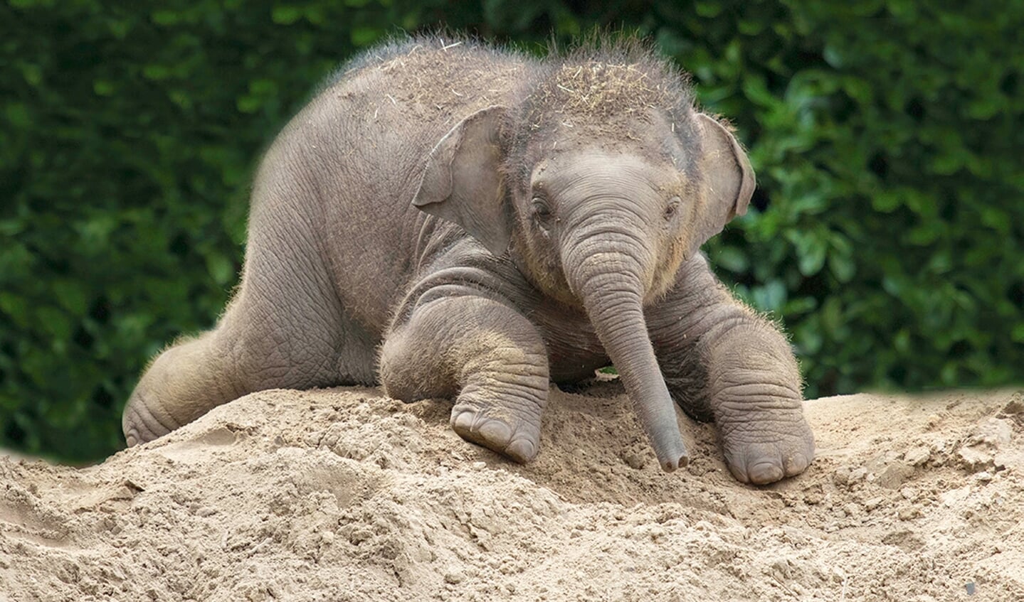 In afwachting van een klein olifantje