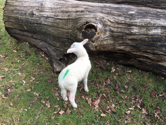 Lente in Park Schothorst
