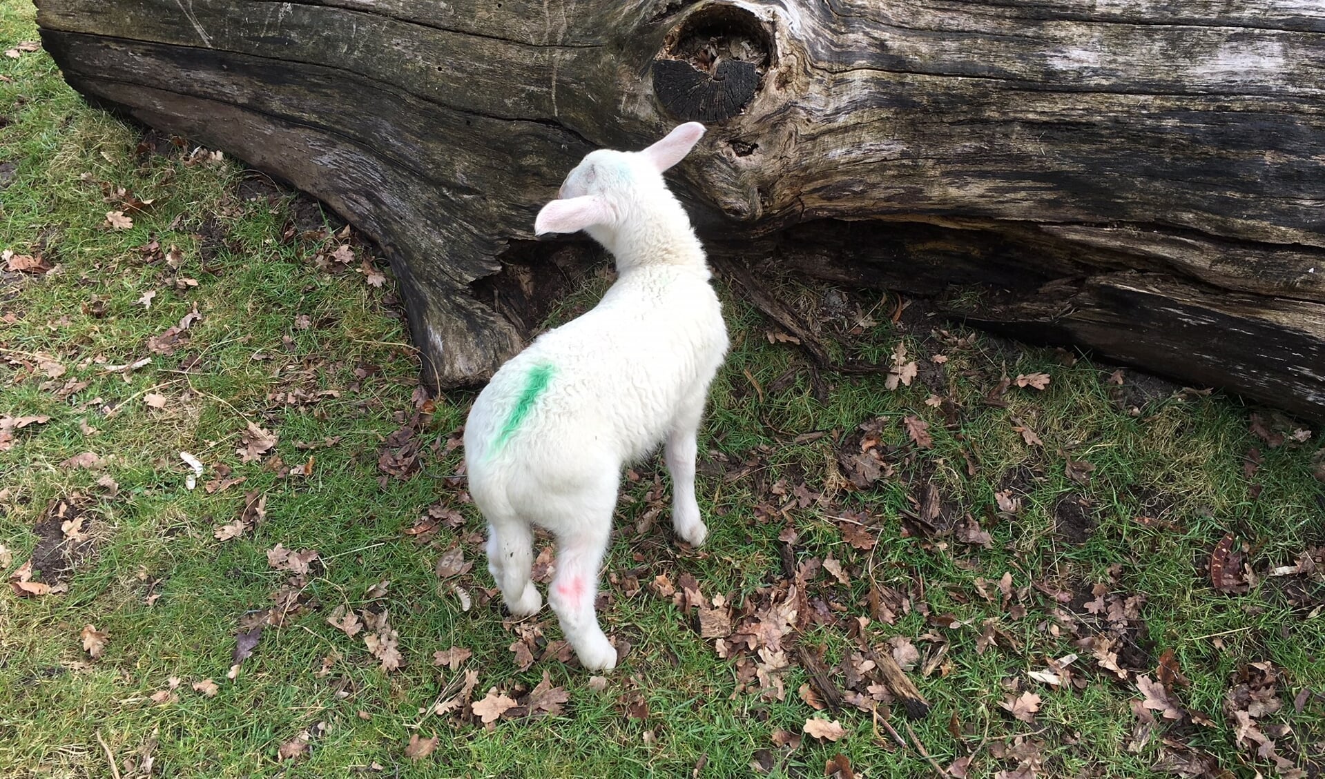 Lente in Park Schothorst