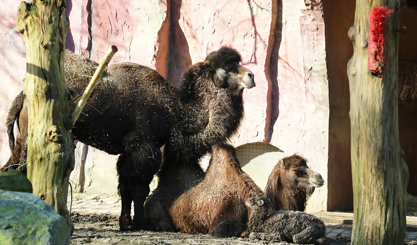 Kamelen familiefoto