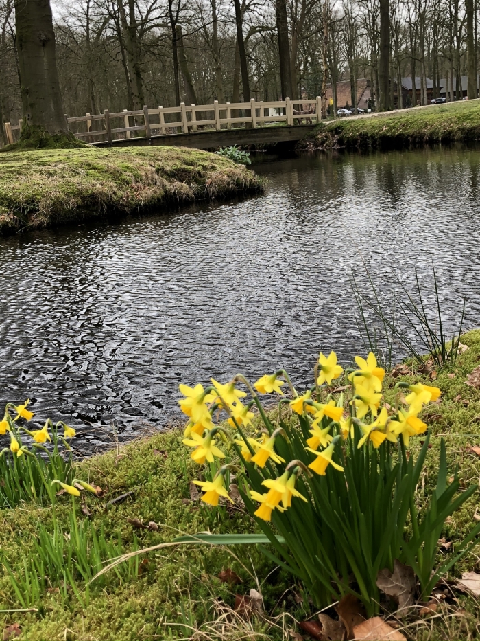 Narcissen langs het water
