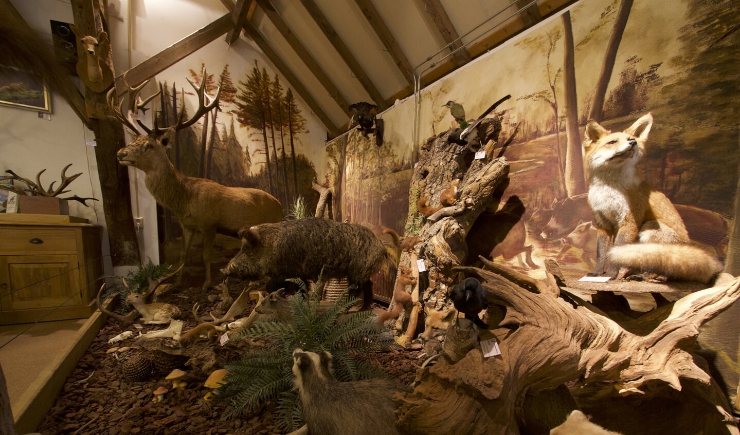 diorama in Natuurcentrum Veluwe