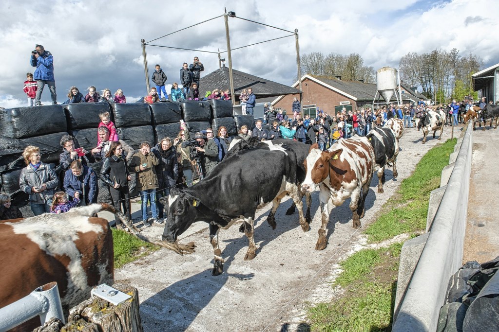Een foto van een koeiendans uit het archief. Zo zullen we het dit jaar niet zien.