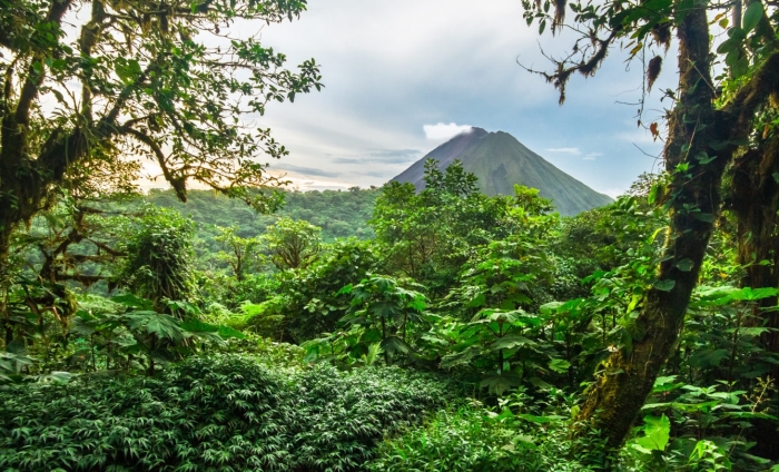 Regenwoud Costa Rica