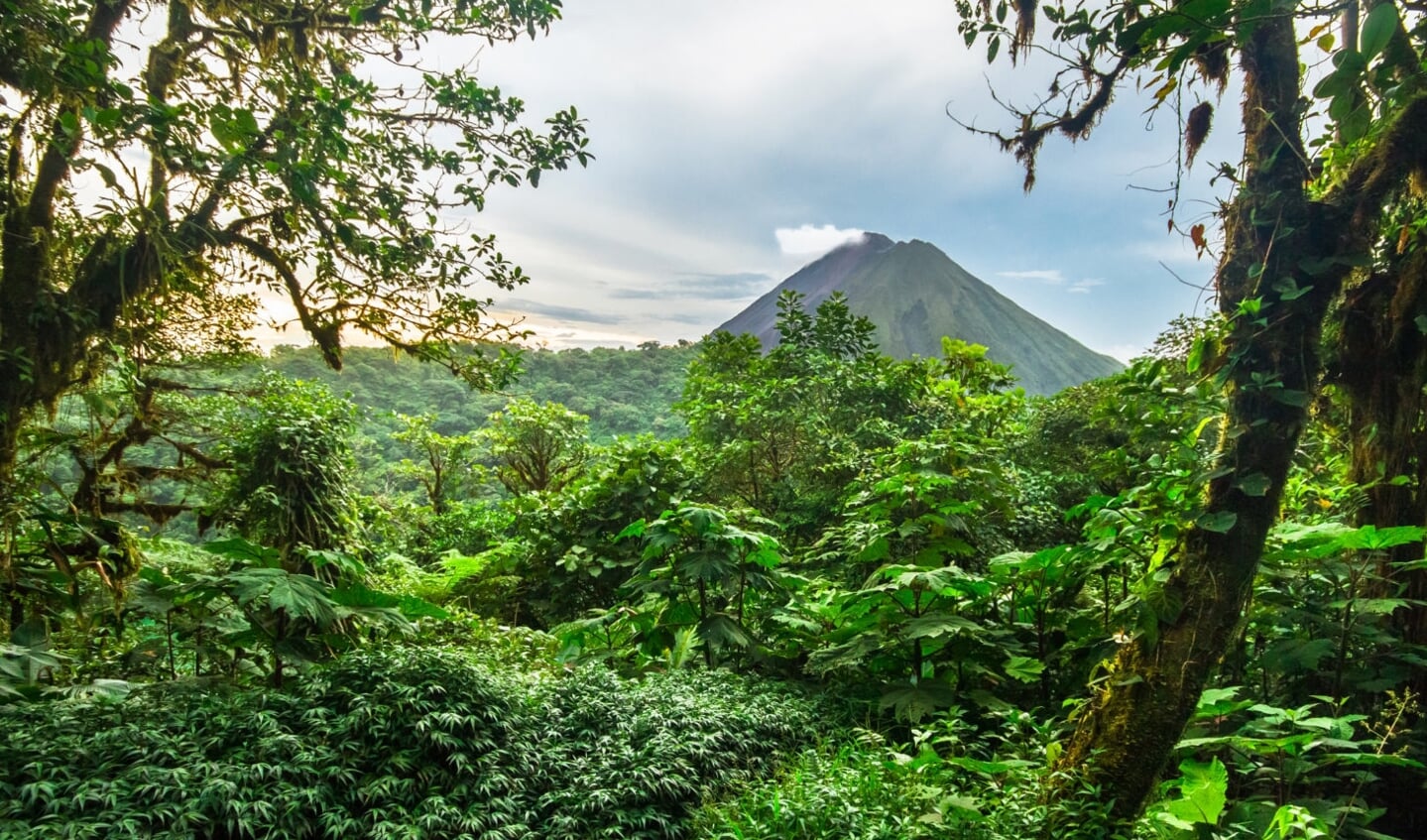 Regenwoud Costa Rica