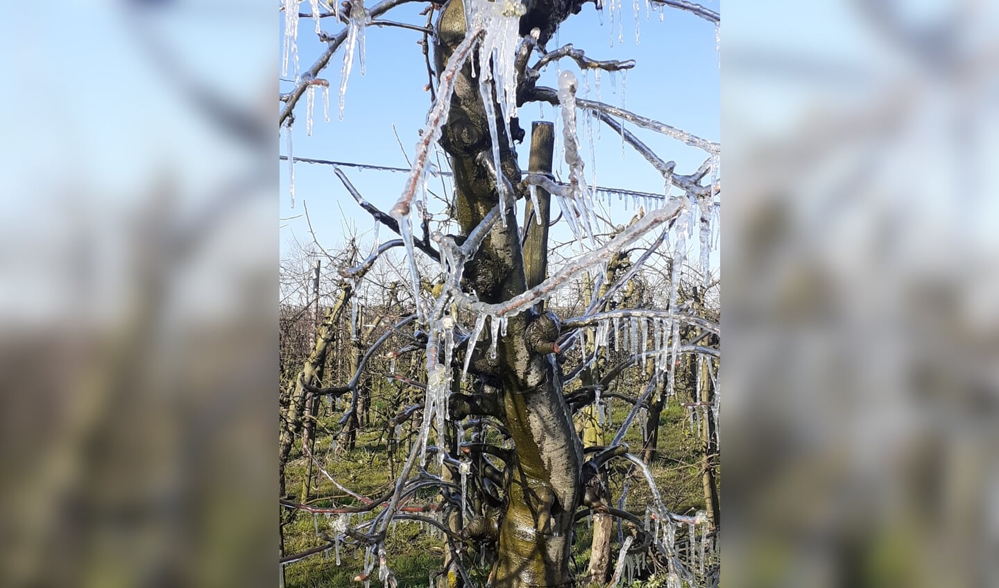 bevroren boom na beregenen