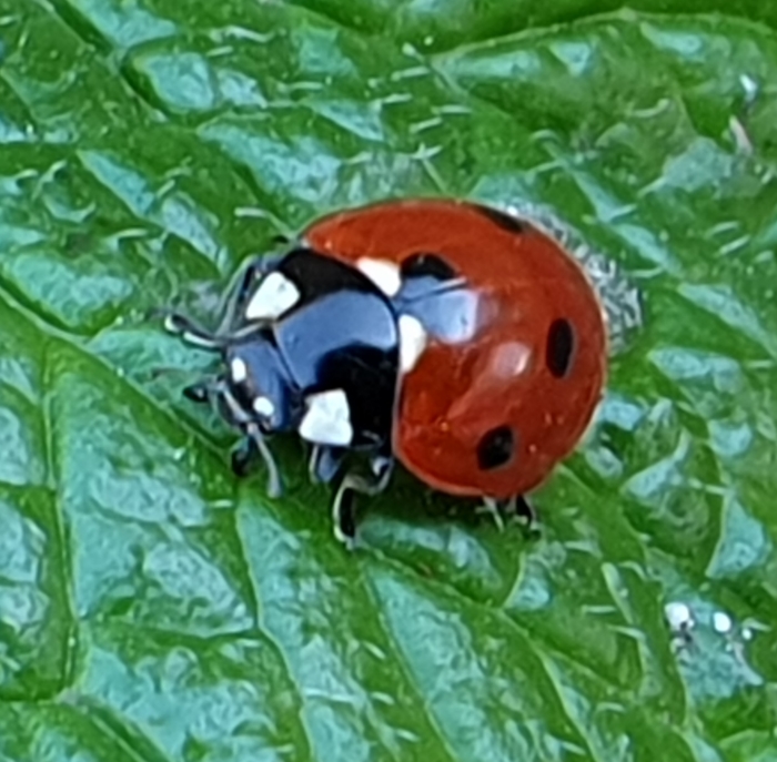 Liefheerbeestje
