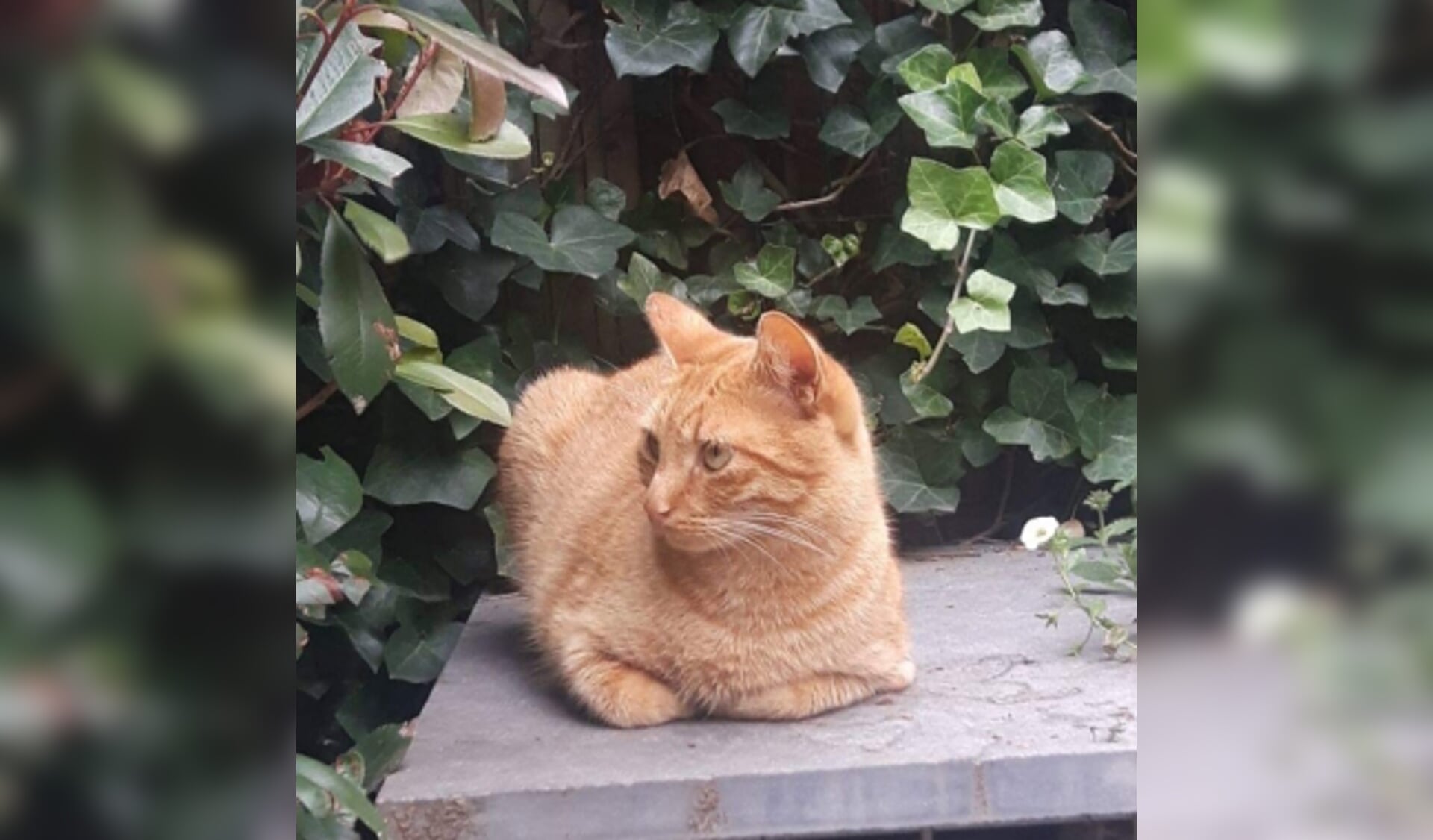 Vermiste kater Egge Voorthuizen