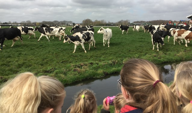Het kijken naar de 'koeiendans' is dit jaar niet mogelijk in de vorm zoals dat voorgaande jaren ging.