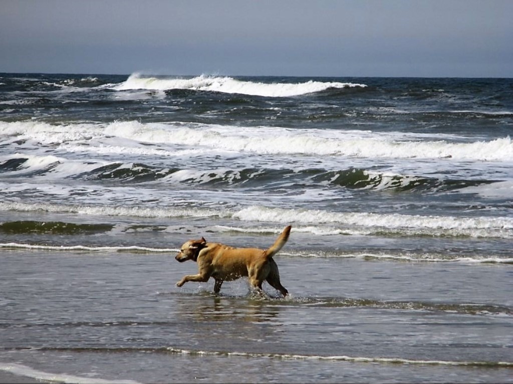 Labrador Marly in de Noordzee