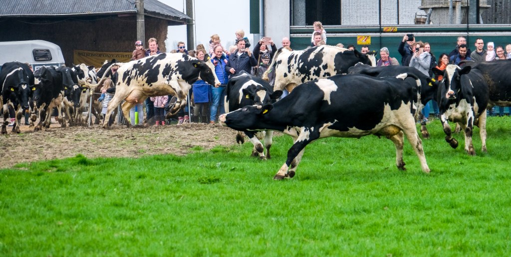 Een koeiendans zoals deze (van zuivelboerderij van Wees) met publiek zullen we dit jaar niet zien.
