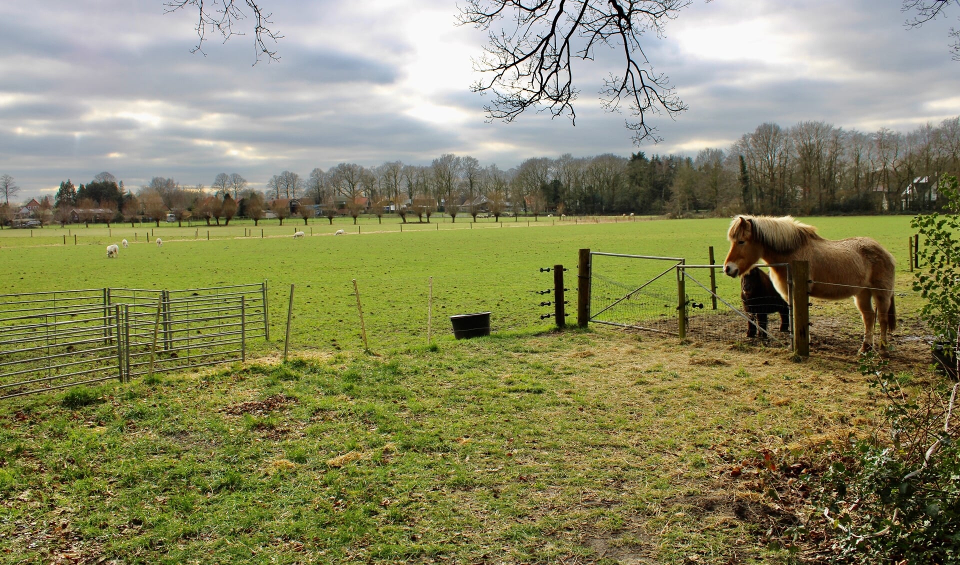 Door de gemeente Putten aangekochte grond in het gebied Husselsesteeg/Putterbrink gaat verpacht worden.