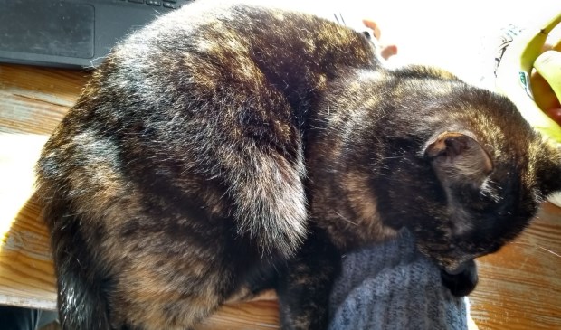 En dan gaat de kat voor je laptop liggen slapen.