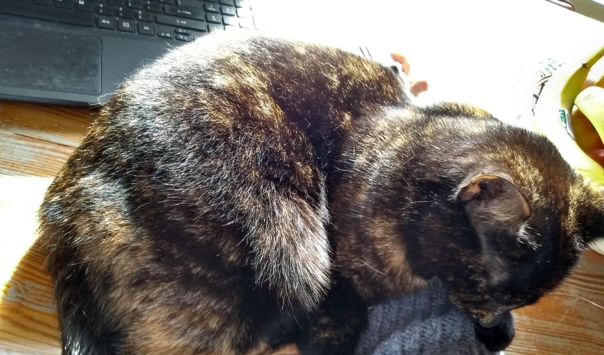 En dan gaat de kat voor je laptop liggen slapen.
