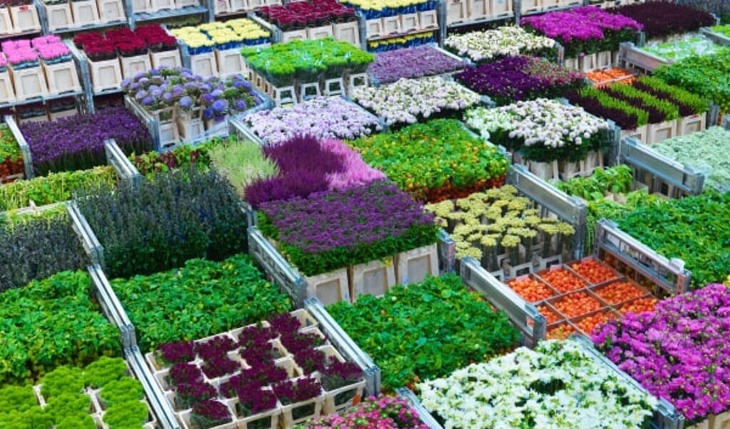 Het is voor criminelen aantrekkelijk om misbruik te maken van de logistieke systemen van de internationale bloemen- en plantenhandel.