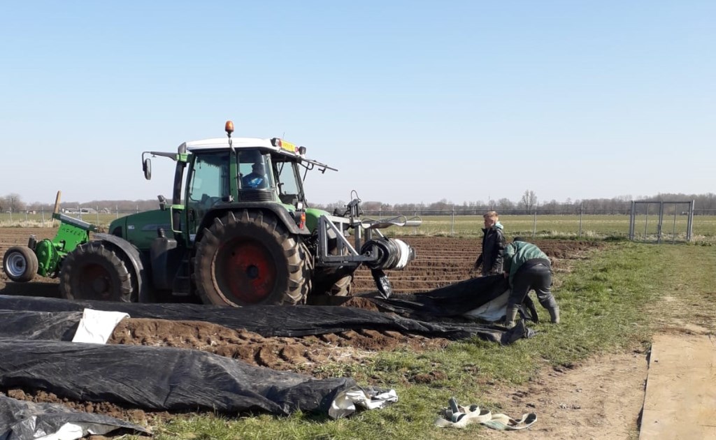 Er wordt op dit moment hard gewerkt om de asperges af te dekken