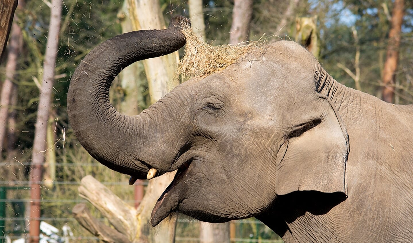 Drachtige olifant Indra