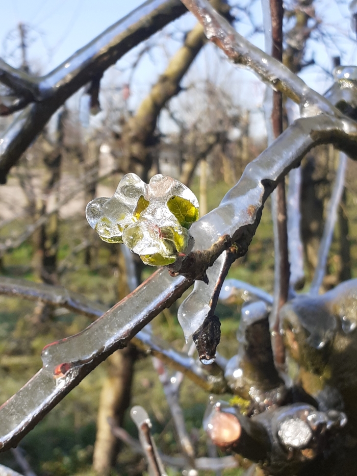 bevroren bloesemknop