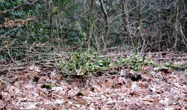 1855743_vn08snoeihout bossen.jpg