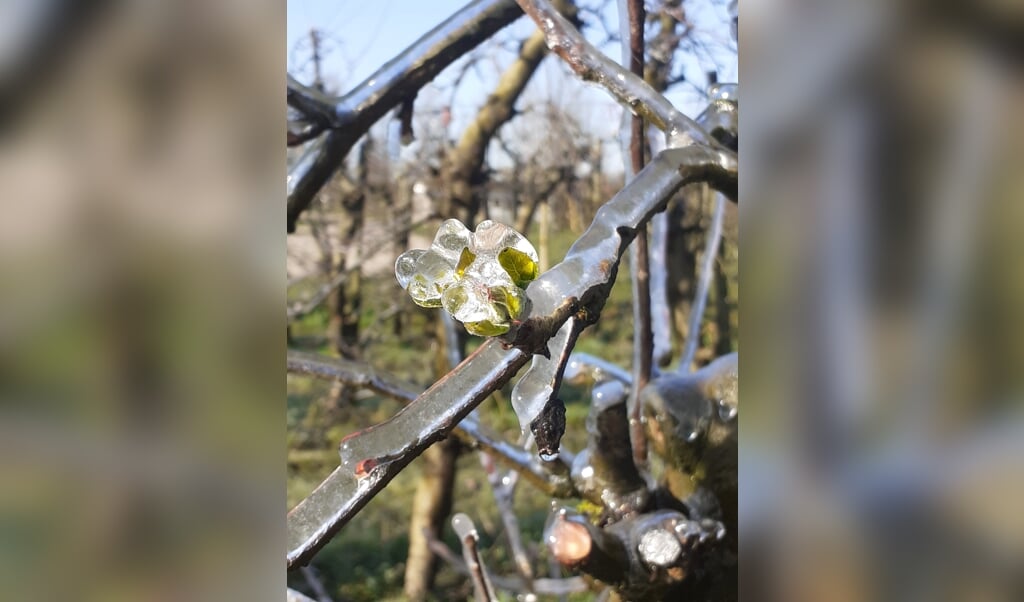 bevroren bloesemknop