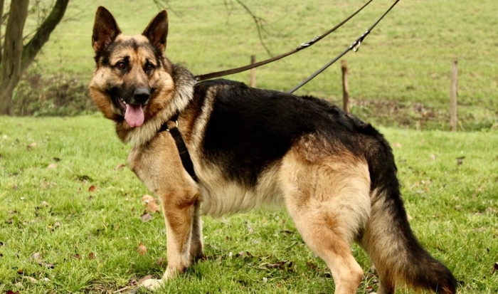 Duitse herder Cassius