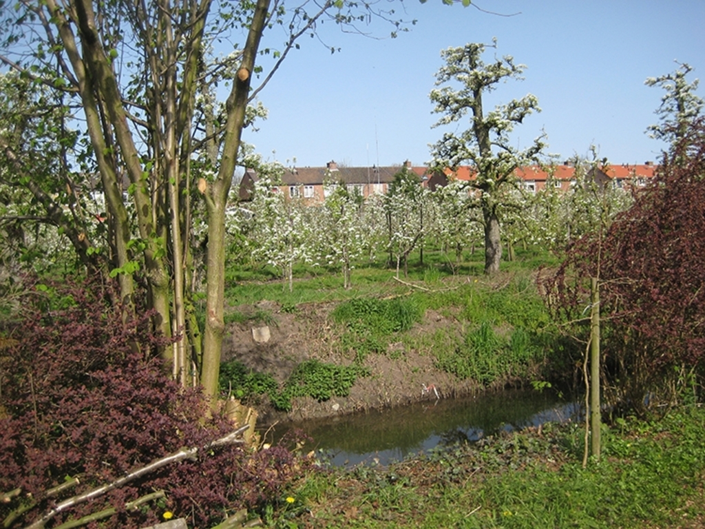 De perenboomgaard in bloei