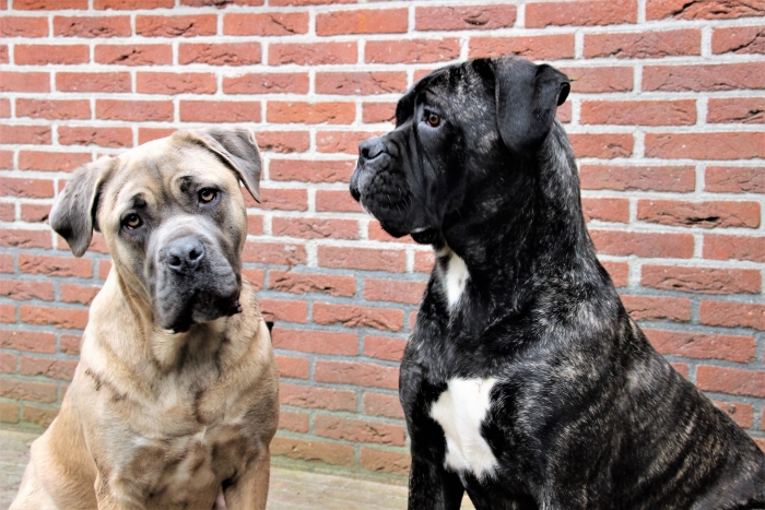 DierenZorg Eemland: helpt anderen helpen