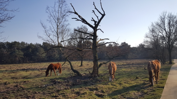 Wilde paarden bij De Mossel