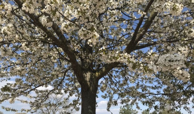 De kersenbomen staan nu in bloei