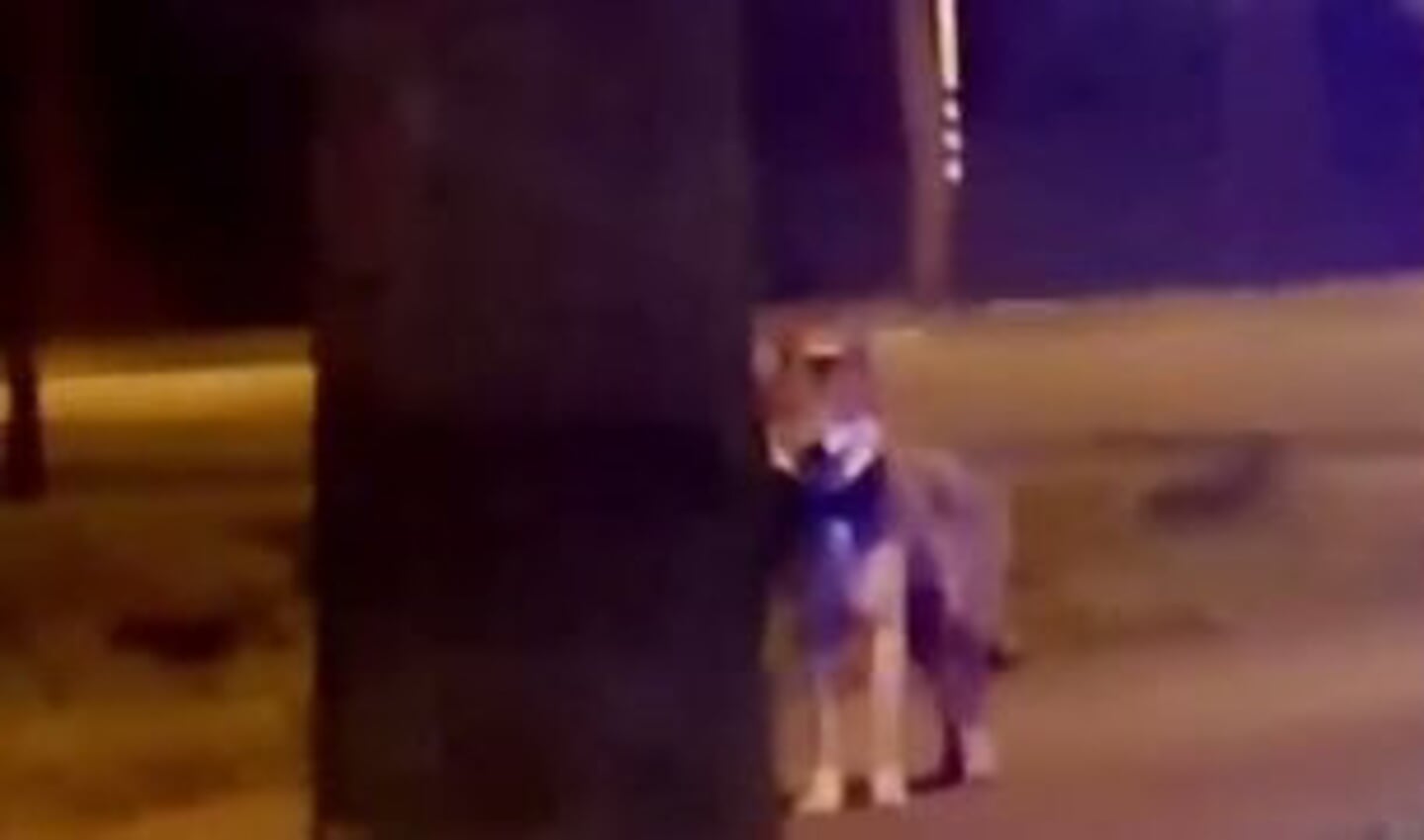 Een Soester deed een merkwaardige ervaring op en spotte een wolf aan de Koningsweg in Soest.