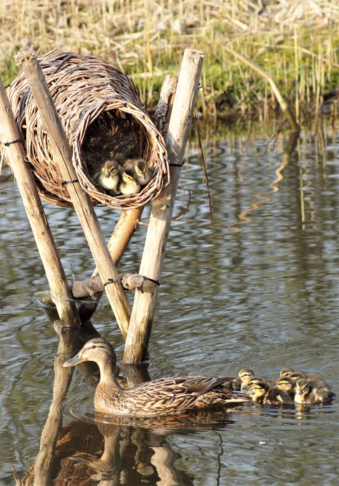 Kuikentjes verlaten het nest