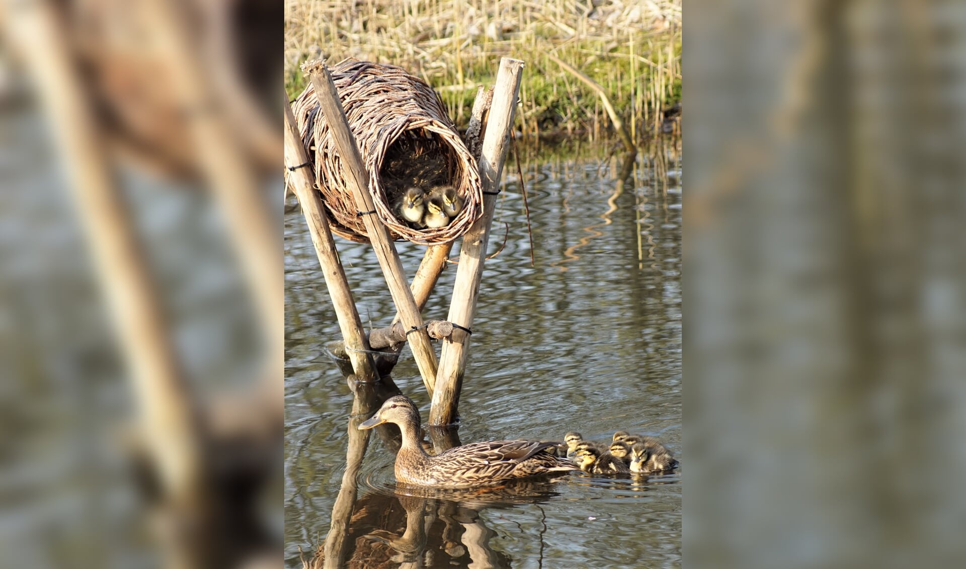 Kuikentjes verlaten het nest