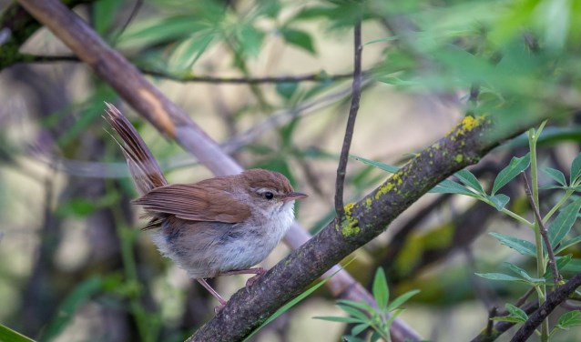 Het mannetje van de Cetti's zangers zingt het meest in maart-april.